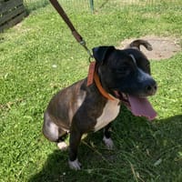 noxie paa22958, chienne à adopter