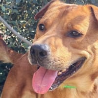 SCOUBY-TWO, chien à adopter