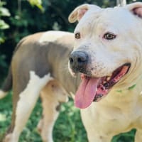 NERO, chien à adopter