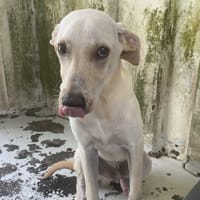 POUSSIN, chien à adopter