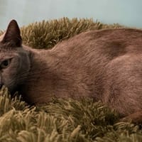 ZERLINE, chatte à adopter