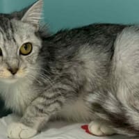 BIJOU, chatte à adopter