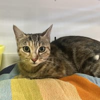 canelle, chatte à adopter