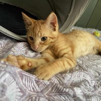 Curry, chat à adopter