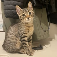 Tigron, chat à adopter