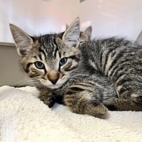 Tachi, chat à adopter
