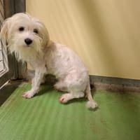 Pirate, chien à adopter