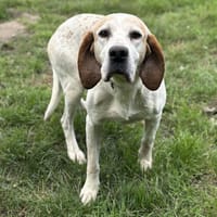 Marcel CAA13919, chien à adopter
