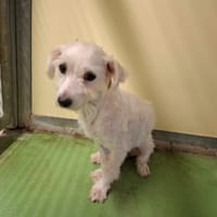 Poncho, chien à adopter