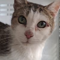 BLANGRIS, chatte à adopter