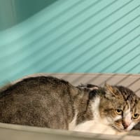 ACTARUS, chat à adopter