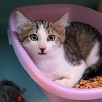 Ananas, chat à adopter