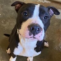 SPAYK, chien à adopter