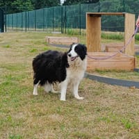 PACHA QCN, chien à adopter