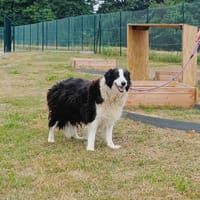 PACHA QCN, chien à adopter
