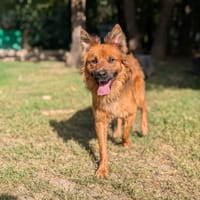 WHISKY, chien à adopter
