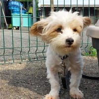 Choubaka, chien à adopter