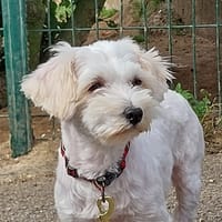 Vénus, chienne à adopter