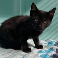 ARGAN, chat à adopter