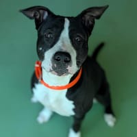 RUSSIA, chienne à adopter