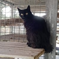 PANTHERE, chatte à adopter