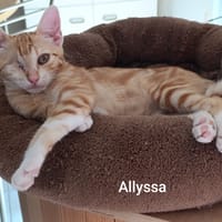 ALLYSSA, chatte à adopter
