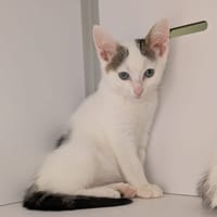 TIRAMISU, chat à adopter