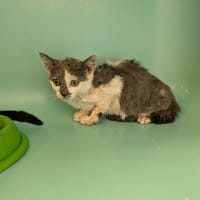 Selma, chatte à adopter