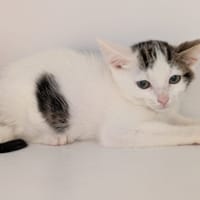 CRUMBLE, chatte à adopter