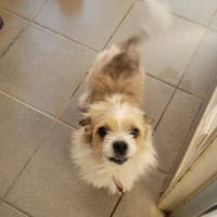 ERWIN, chien à adopter