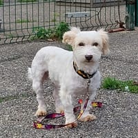 Pixel, chien à adopter