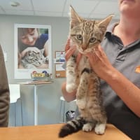 Duchesse, chatte à adopter