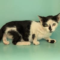 Oprah, chatte à adopter