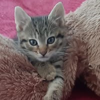 very, chat à adopter