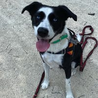 SQUAT, chien à adopter