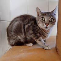 FLORA, chatte à adopter