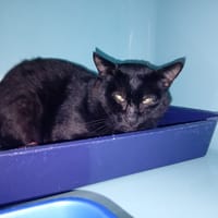 ARZEL, chat à adopter