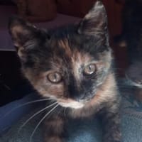 ETOILE ( réservée), chatte à adopter