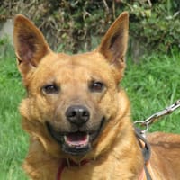 MAYA, chienne à adopter