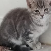 Ariel, chatte à adopter