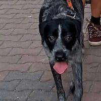 Freya, suczka do adopcji