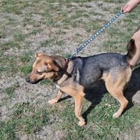 Tula, suczka do adopcji