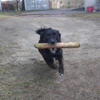 Lucek, pies do adopcji