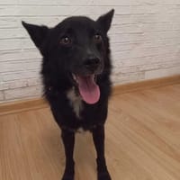 Onyx, pies do adopcji