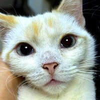 Imre, kot do adopcji