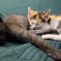 Maddy, kotka do adopcji