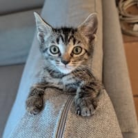 STROMY, chatte à adopter