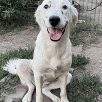 Crystal, female dog to adopt