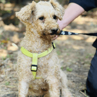 Doodles, female dog to adopt