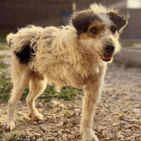 Knight, dog to adopt